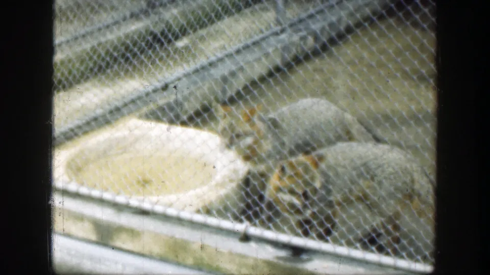 A fox moves through a chain-link zoo pen in Cincinnati, with a shallow bowl and concrete enclosure floor visible in the 1949 home movie.