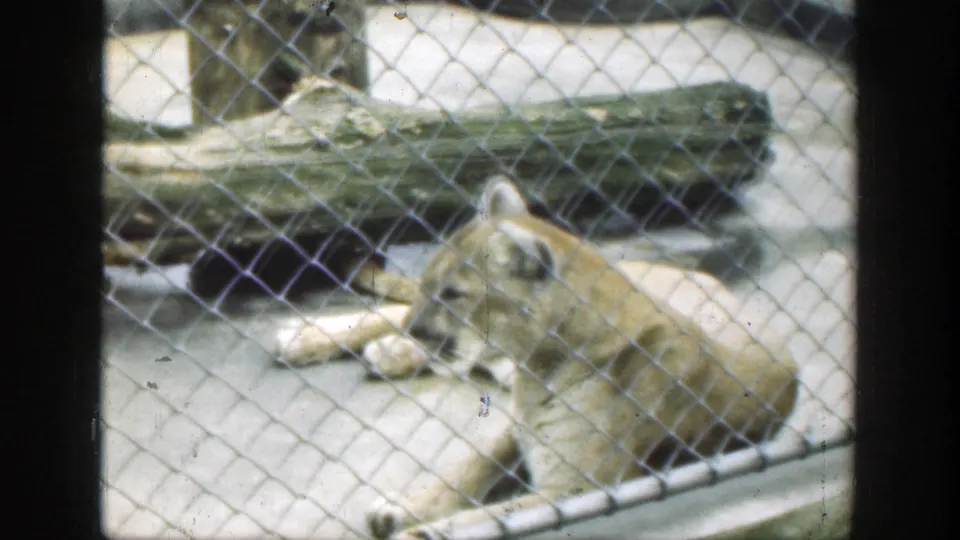 A cougar rests on a concrete floor behind chain-link fencing at a Cincinnati zoo, with logs and enclosure structures visible in 1949 footage.