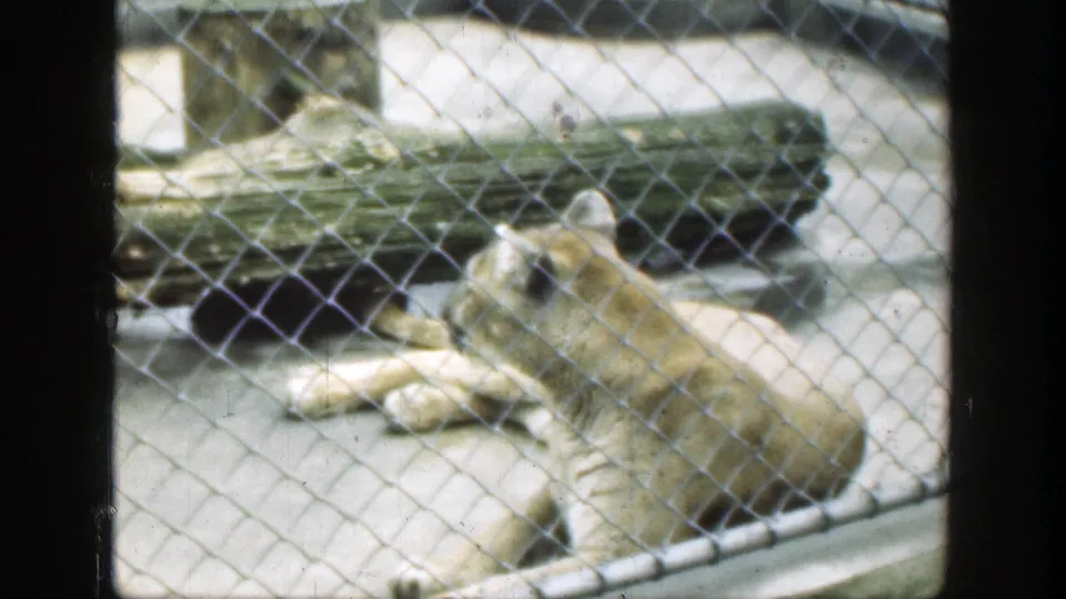A cougar lies in a chain-link zoo enclosure in Cincinnati, seen through fencing with logs and concrete surfaces in 1949 8mm home-movie footage.