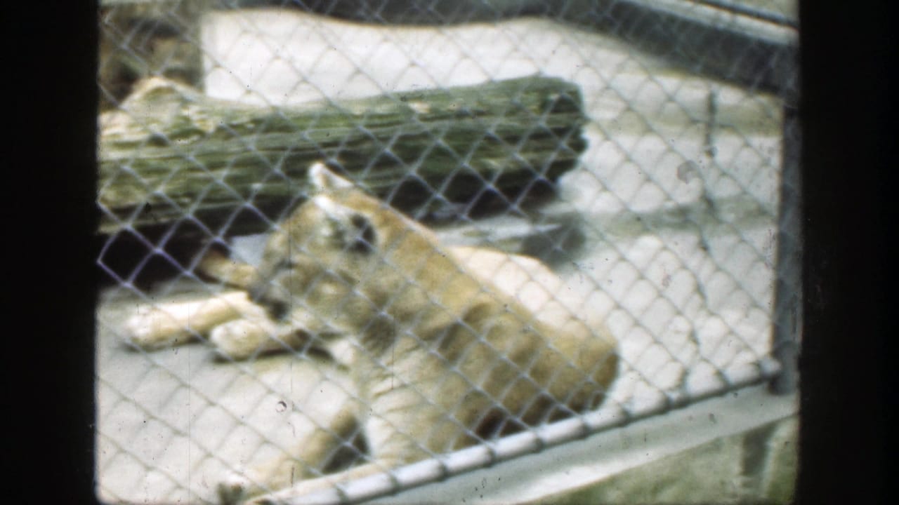 Cougar lying behind chain-link fencing on a concrete zoo enclosure floor.