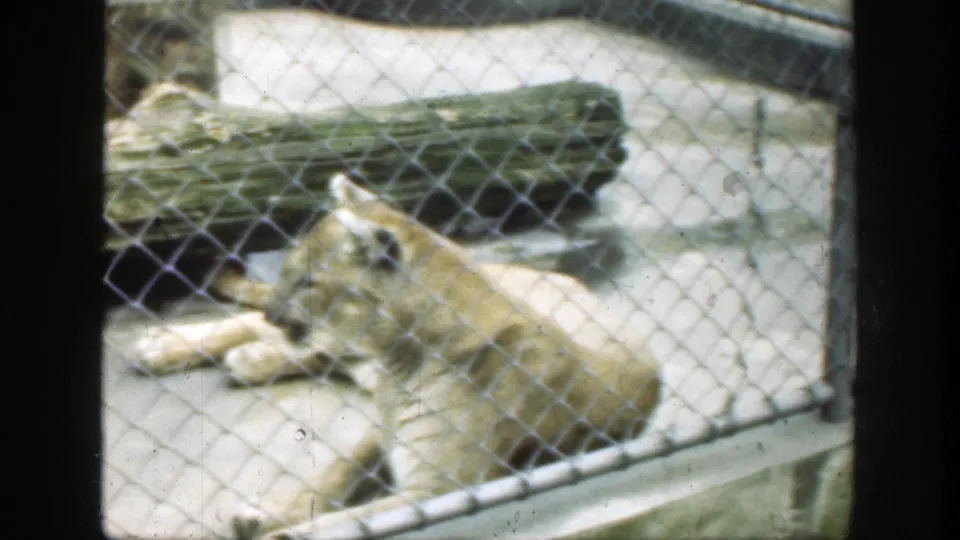 A cougar rests behind chain-link fencing in a Cincinnati zoo enclosure, from 1949 8mm home-movie footage.