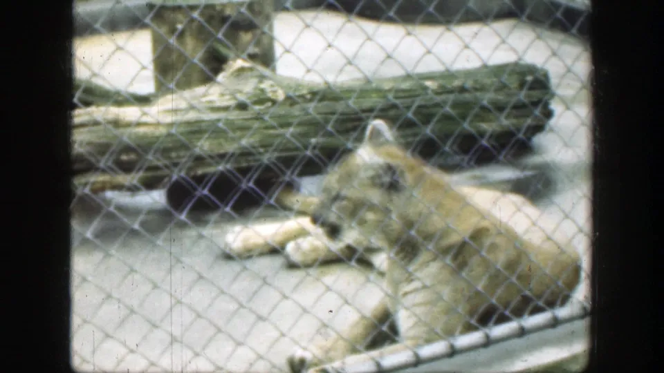 The cougar remains reclined behind the fence, with concrete flooring and a large log visible in the 1949 zoo scene.