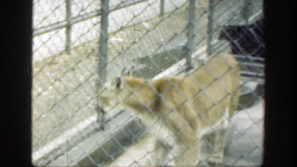The cougar is viewed from behind near the enclosure fence, with concrete surfaces and metal barriers visible in Cincinnati zoo footage.