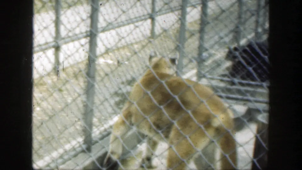A cougar stands or turns near chain-link fencing, with the enclosure floor and railings visible in 1949 Cincinnati zoo footage.