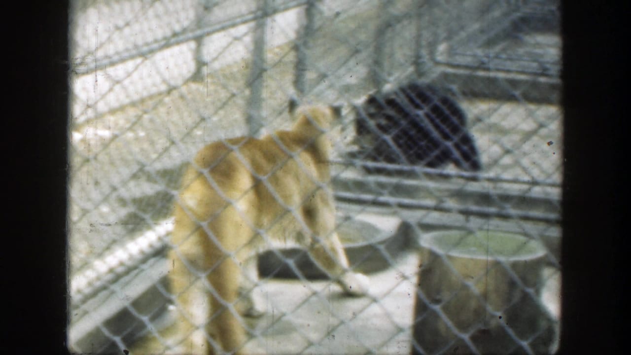 Light-colored large cat and dark bear behind chain-link zoo fencing.