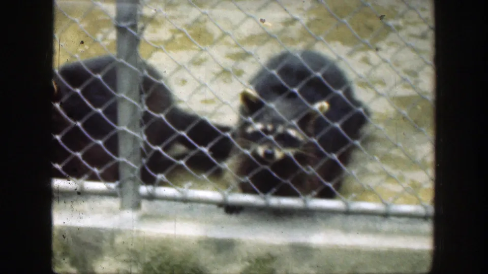 1949 Cincinnati zoo footage shows two dark bears behind chain-link fencing with concrete enclosure edges and metal posts.