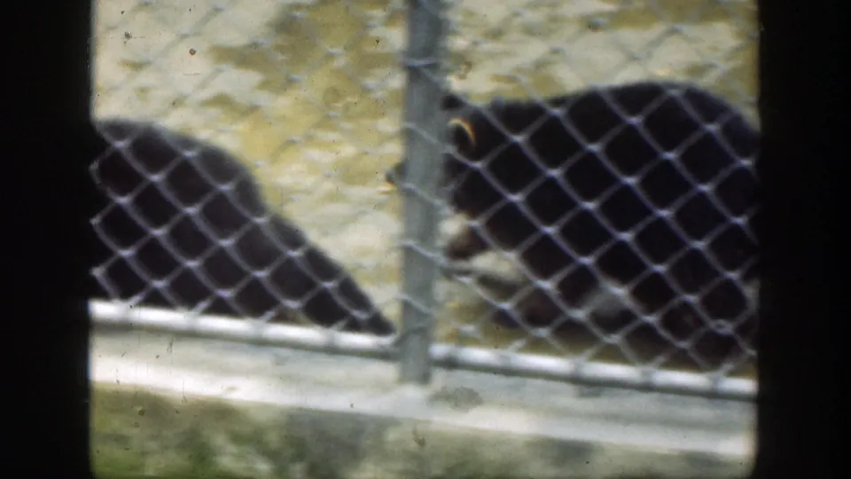 Dark bears move or rest near the concrete edge of a chain-link zoo enclosure in 1949 Cincinnati home-movie footage.