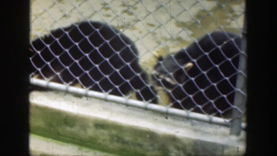 A visitor-shot 1949 Cincinnati zoo frame shows dark bears behind chain-link fencing and low concrete enclosure walls.