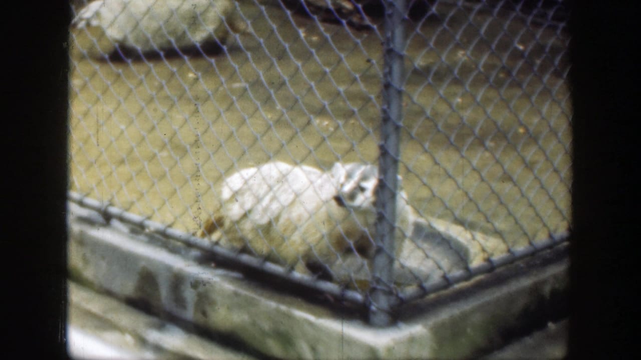 Pale badger inside a chain-link zoo enclosure near a concrete curb.