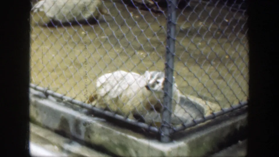 1949 Cincinnati zoo footage frame showing a pale badger behind chain-link fencing in a concrete-edged enclosure.