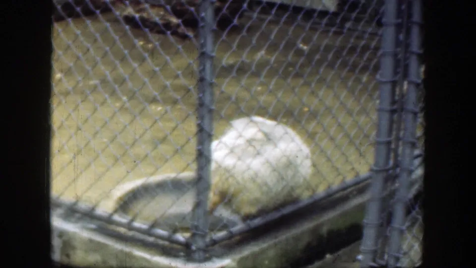 A badger rests or moves slowly near a concrete basin behind chain-link fencing in the 1949 Cincinnati zoo clip.