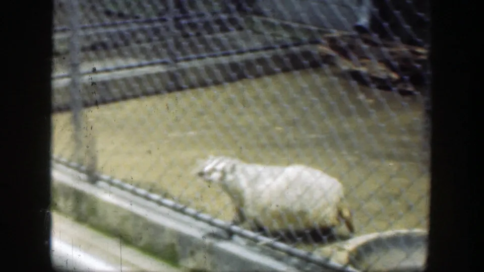 A pale badger moves along the concrete edge of a chain-link enclosure in the supplied 1949 Cincinnati zoo footage.
