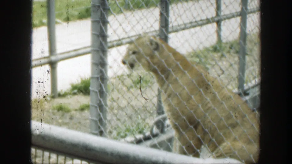 A cougar rests inside a separate chain-link cage, with metal rails and sparse ground visible in the 1949 Cincinnati zoo footage.