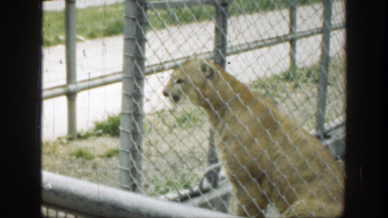 Cougar standing behind chain-link fencing in a zoo enclosure.