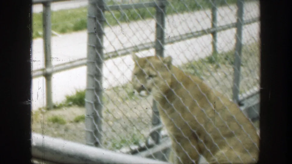 The cougar turns inside the fenced Cincinnati zoo habitat, with the walkway and grass visible beyond the enclosure.