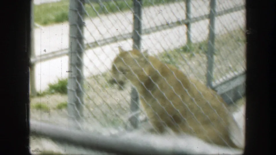A softly focused frame shows the cougar moving close to the chain-link fence in the 1949 Cincinnati zoo footage.