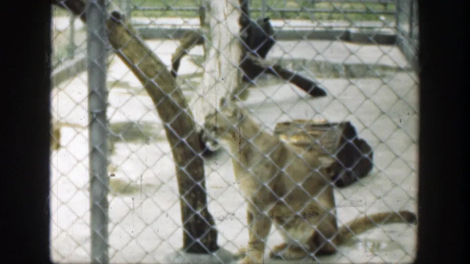 The cougar appears near the lower right of the chain-link enclosure, filmed from outside the Cincinnati zoo habitat.
