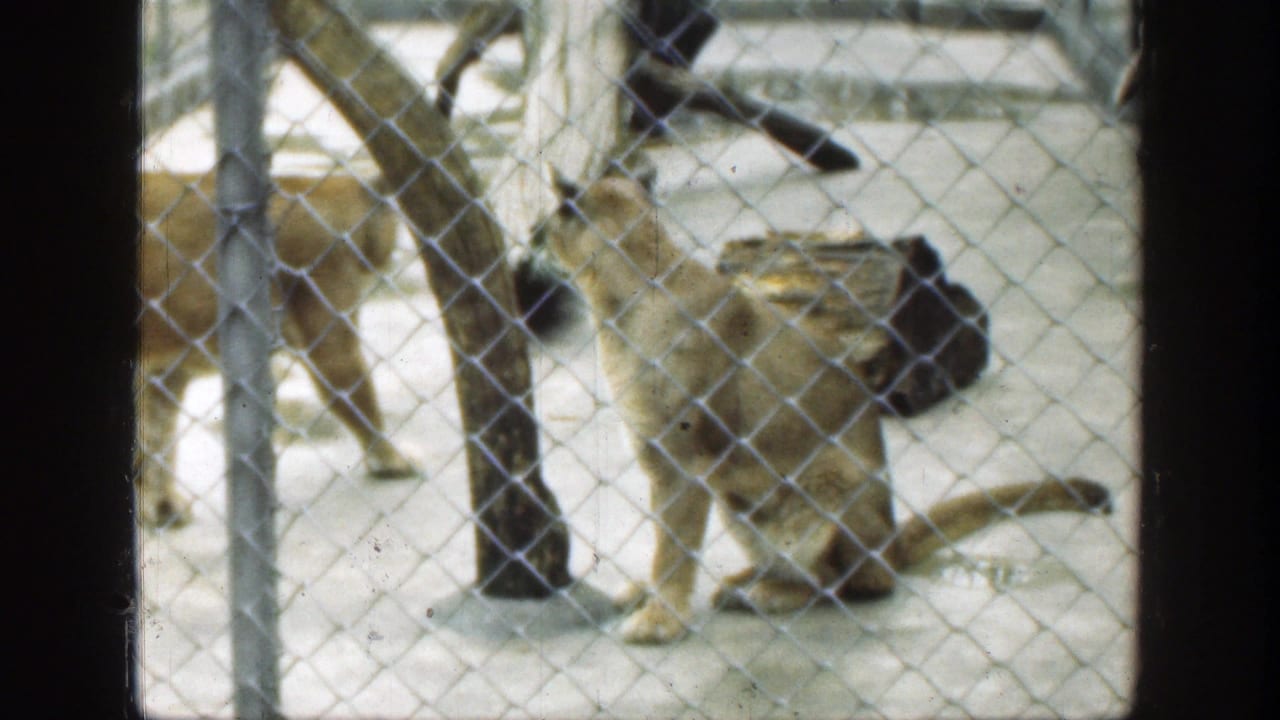 Cougar or mountain lion behind chain-link fencing in a zoo enclosure.