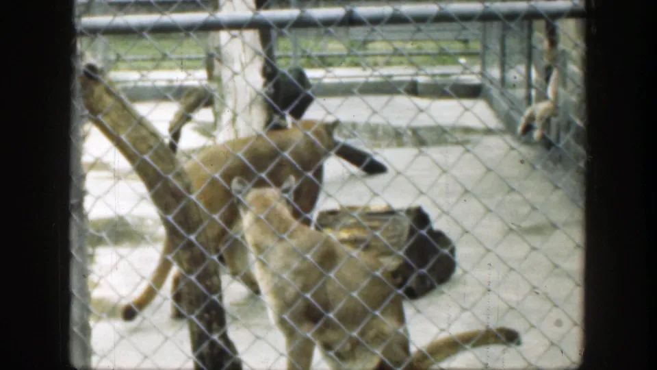 A big cat, likely a cougar or mountain lion, moves through a fenced zoo enclosure in 1949 Cincinnati footage.