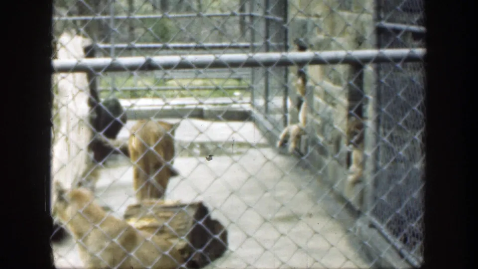 Two big cats appear inside a chain-link zoo enclosure with concrete flooring and wooden climbing posts in 1949 Cincinnati footage.