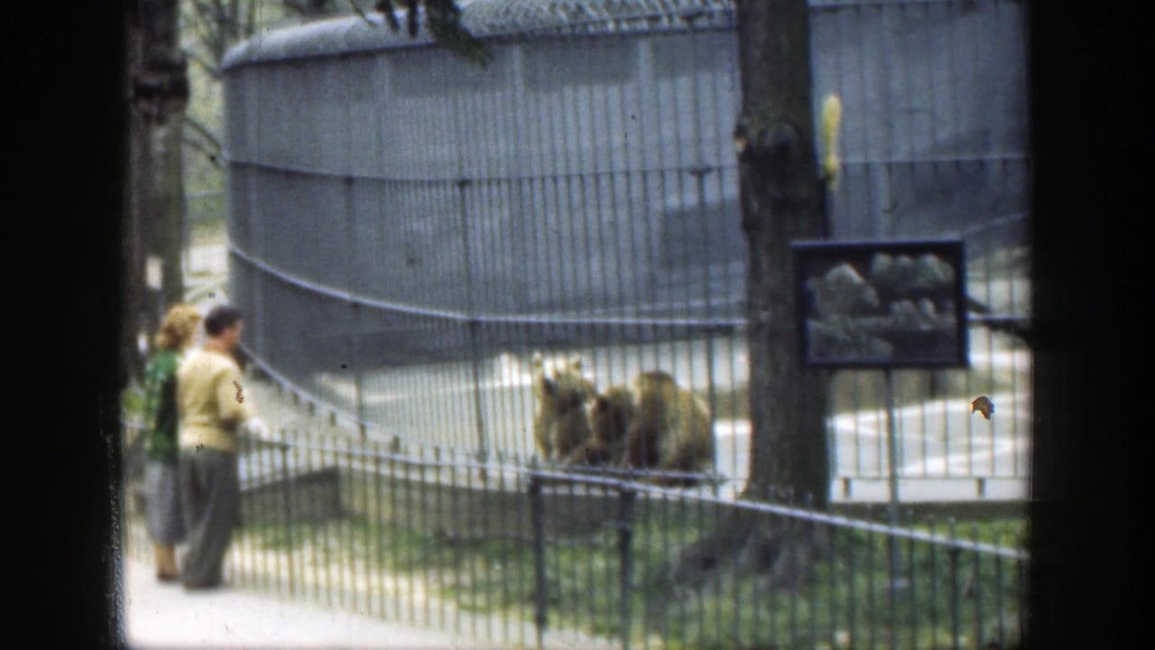 Two adults watch brown bears behind a tall metal zoo fence.