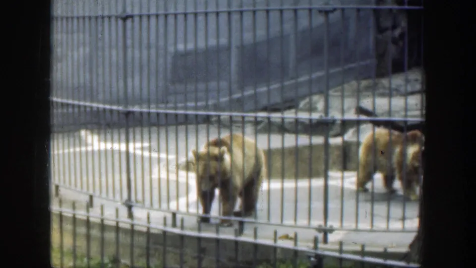Brown bears move through a fenced concrete zoo habitat in 1949 Cincinnati home-movie footage.