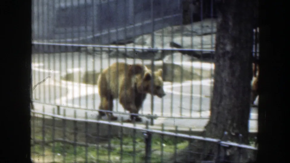 A bear paces near the metal barrier of a concrete zoo enclosure in the vintage Cincinnati clip.