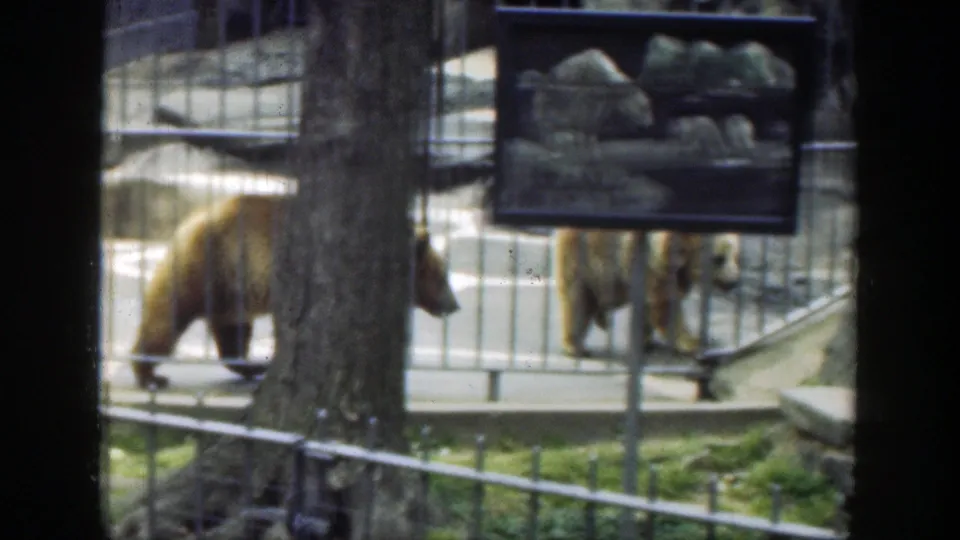 Bears pass behind a zoo exhibit sign and vertical fencing in the 1949 Cincinnati home-movie footage.