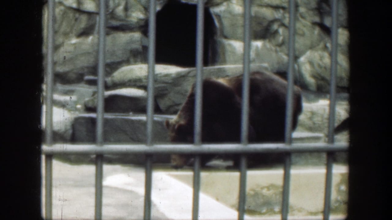 Brown bear behind vertical metal bars in a rocky zoo enclosure.