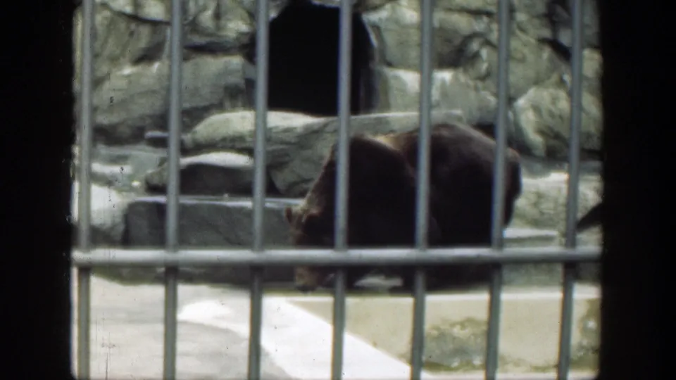 A brown bear stands behind vertical metal bars in a rocky Cincinnati zoo enclosure, from 1949 8mm home-movie footage.