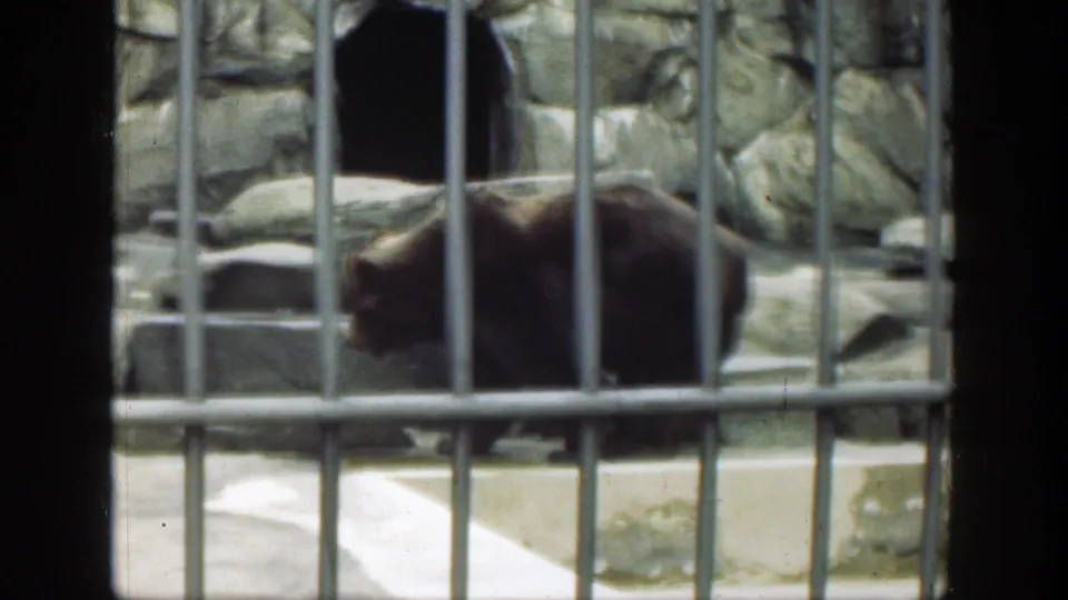 The bear moves across the barred enclosure with artificial rockwork and a dark den opening visible in the background.