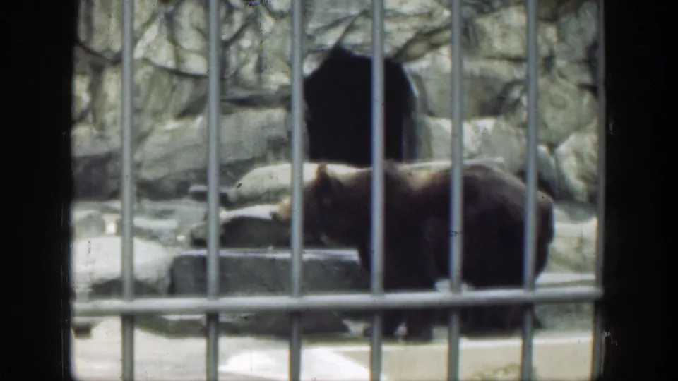 A brown bear passes near the dark den opening, partly blocked by foreground bars in the Cincinnati zoo enclosure.