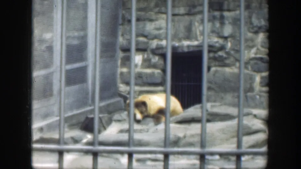 The bear appears to rest or crouch on the rocky surface behind bars, with a barred doorway and rock wall nearby.