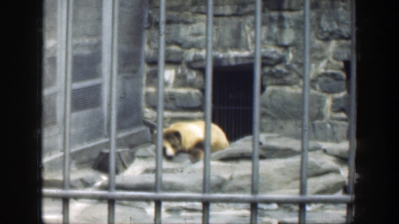 Light brown bear lying on gray rocks behind vertical zoo bars.