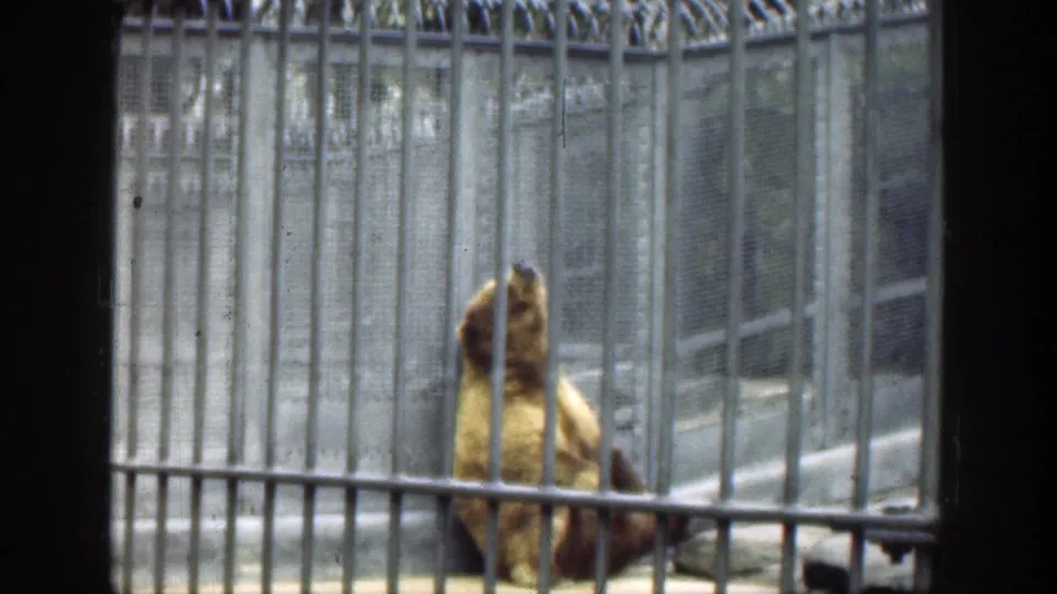 The bear sits upright behind vertical bars in the Cincinnati zoo enclosure, with mesh panels and gray walls visible.