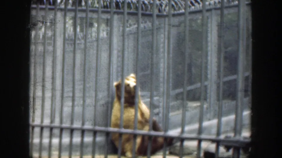A light brown bear remains seated behind zoo bars, its head lifted in a soft, grainy 1949 8mm frame.