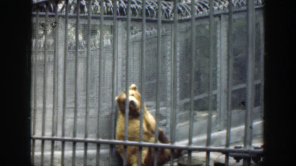 The bear is framed through vertical metal bars, seated near gray mesh panels in the documented 1949 Cincinnati zoo setting.