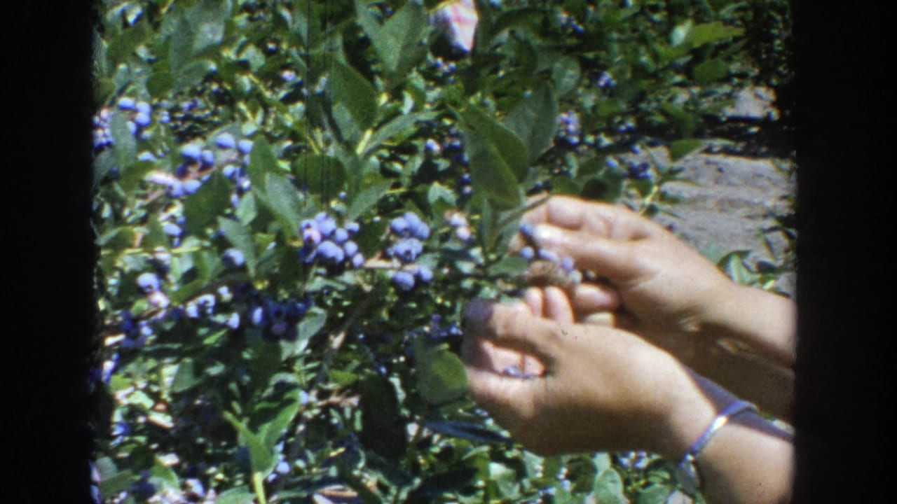 Close 1964 Wisconsin 8mm view of hands reaching into a sunlit blueberry bush with ripe berries and green leaves.