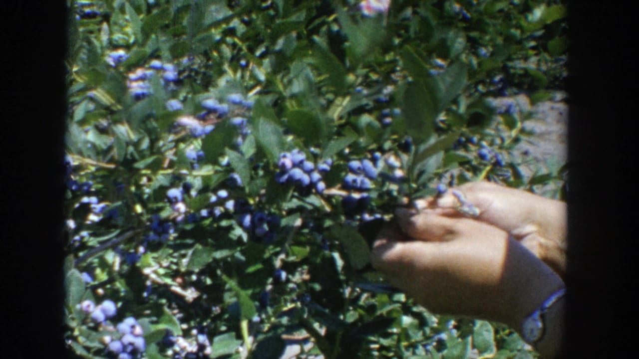 A close home-movie frame shows hands gathering blueberries beside dense green leaves in Wisconsin, 1964.