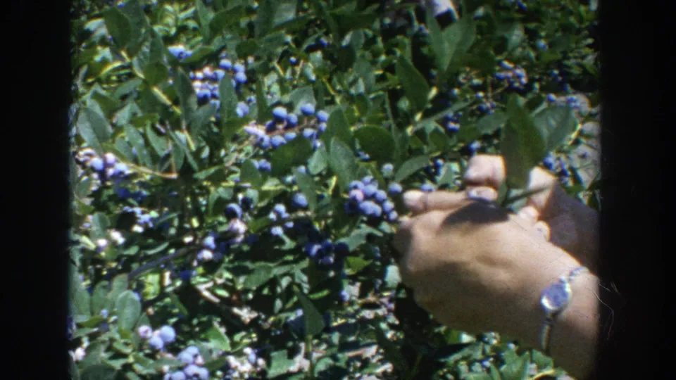 Close-up 8mm frame of hands working among blueberry clusters, leaves, and bright outdoor light in 1964 Wisconsin.