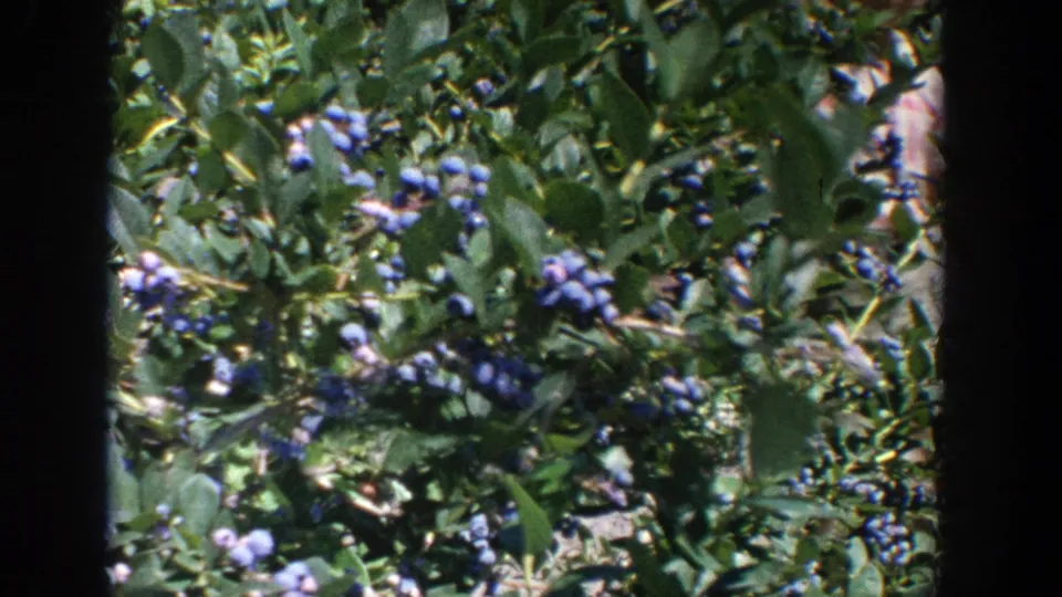Sunlit close view of a blueberry bush with ripe berries and partial hands at the frame edge, from 1964 Wisconsin home-movie footage.