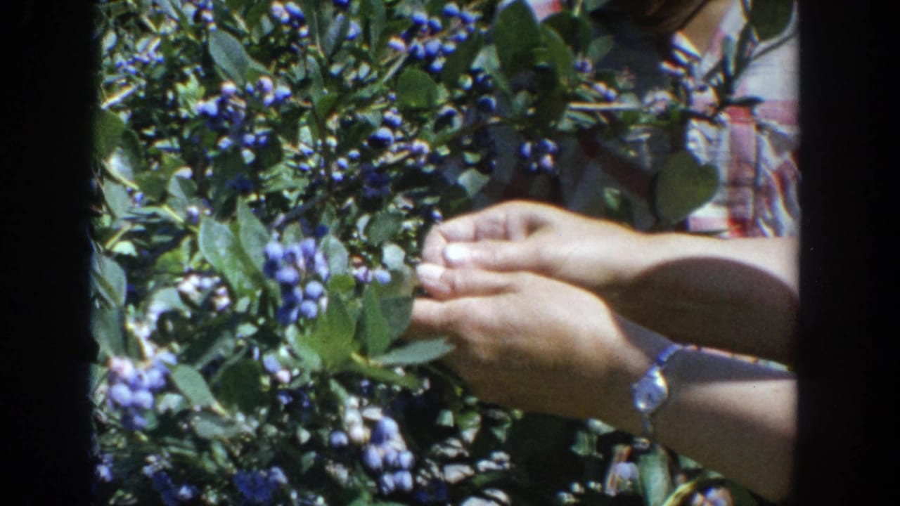 In 1964 Wisconsin 8mm footage, hands reach into a blueberry bush while a plaid shirt and wristwatch are partly visible.