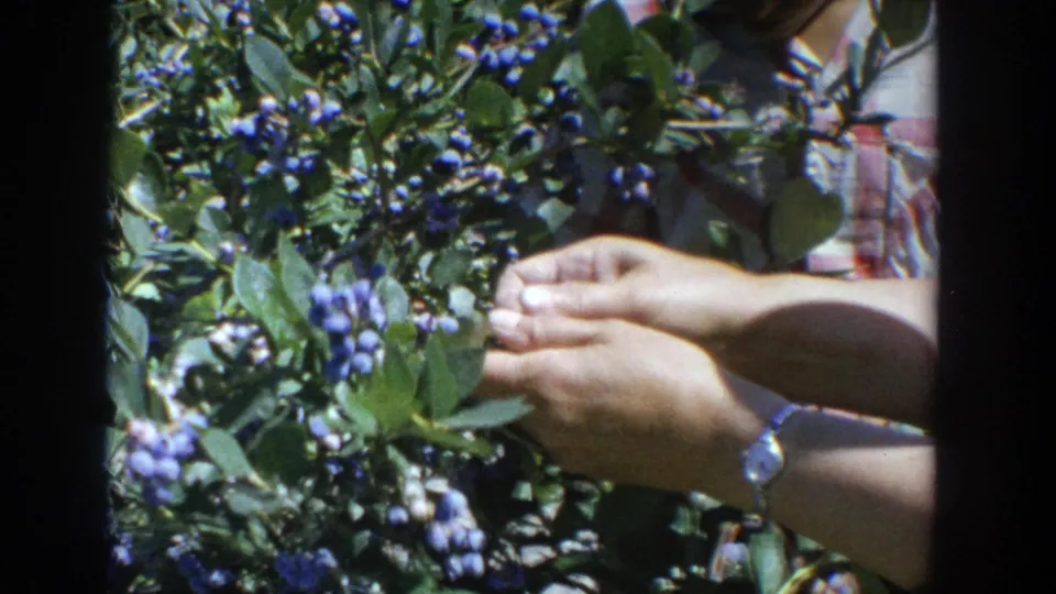 In 1964 Wisconsin 8mm footage, hands reach into a blueberry bush while a plaid shirt and wristwatch are partly visible.