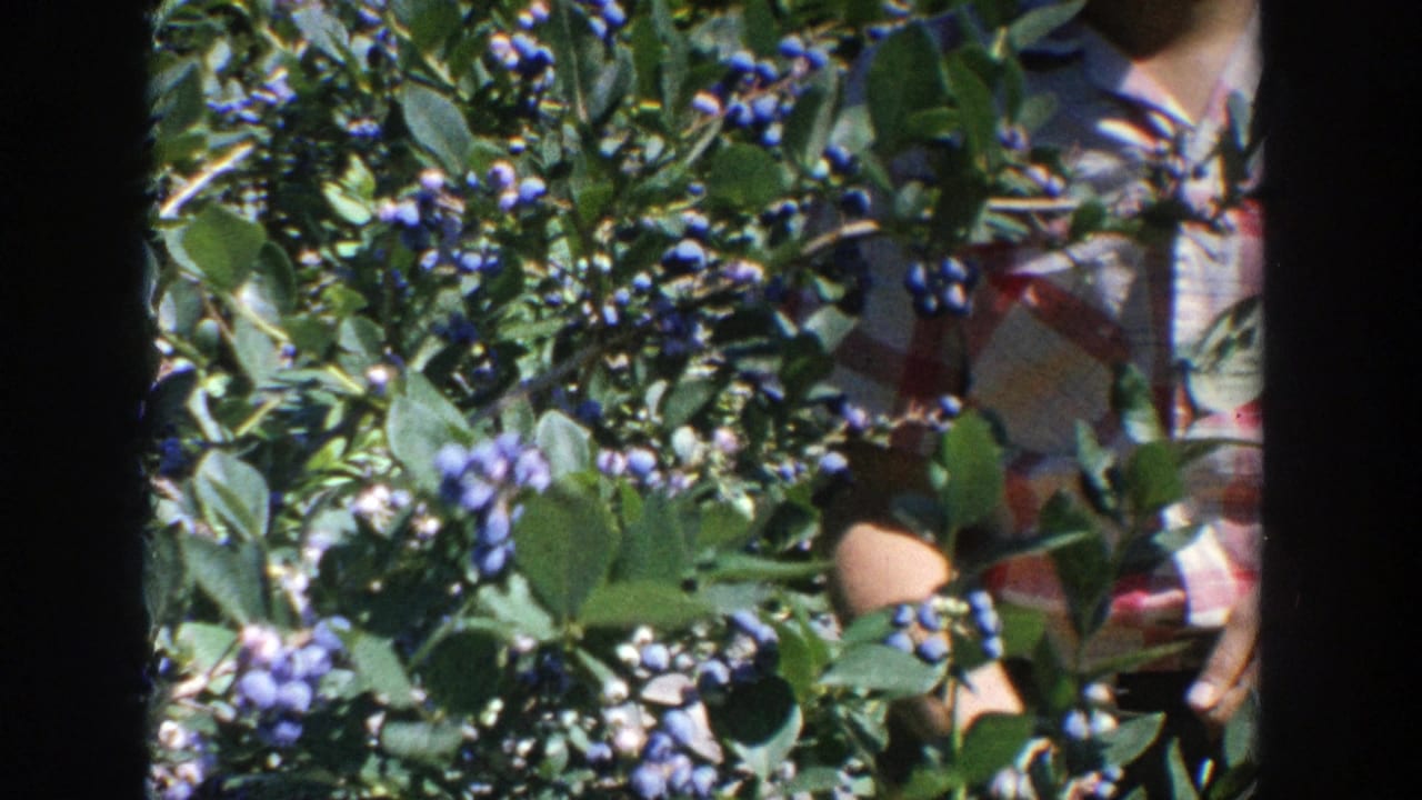 A person in a plaid shirt stands partly hidden behind blueberry branches.