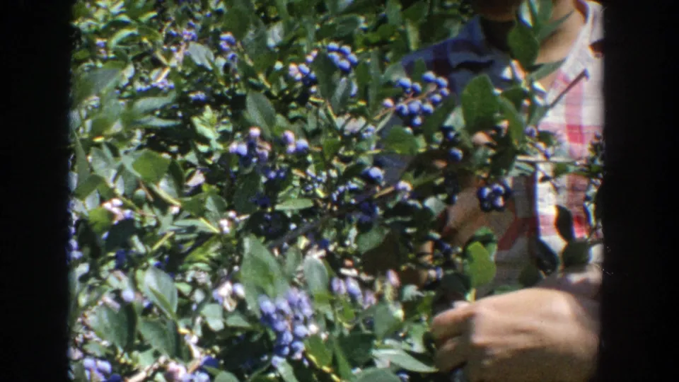 A close 8mm view shows hands working among blueberry clusters, with leaves and a plaid shirt filling the Wisconsin outdoor scene.