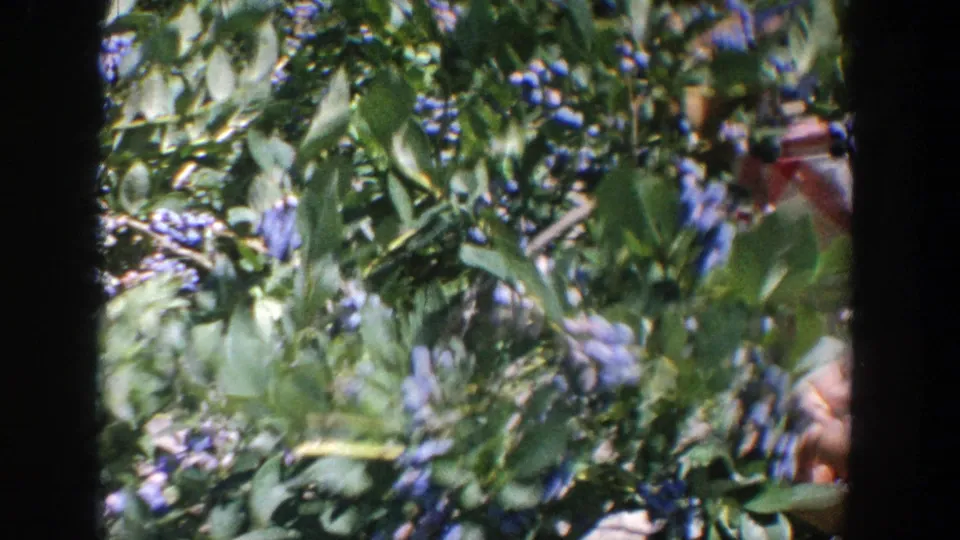 The final frame shows soft-focused blueberry leaves and clusters with a hand partly visible at the edge of the 1964 Wisconsin home-movie shot.