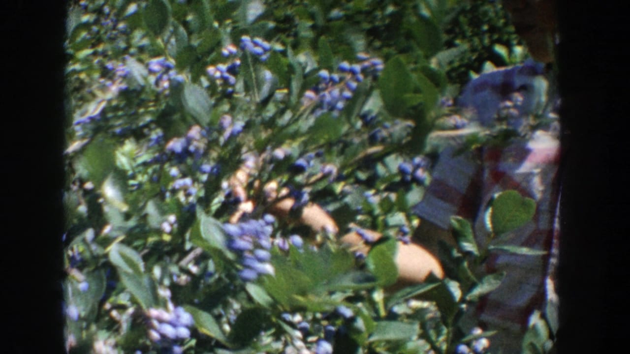 Blueberry bushes with a person partly visible behind the foliage.