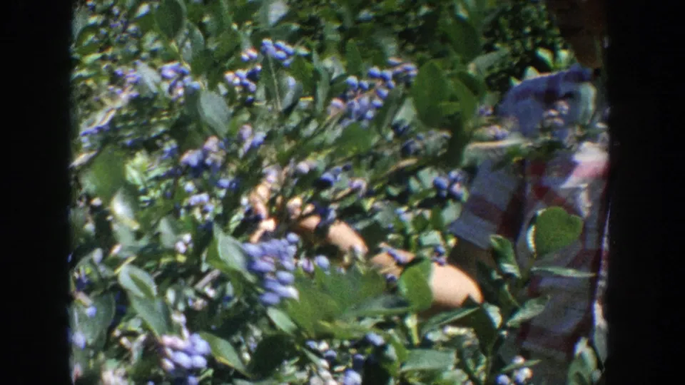 1964 Wisconsin 8mm frame showing blueberry bushes in sunlight with a person partly obscured among the leaves.