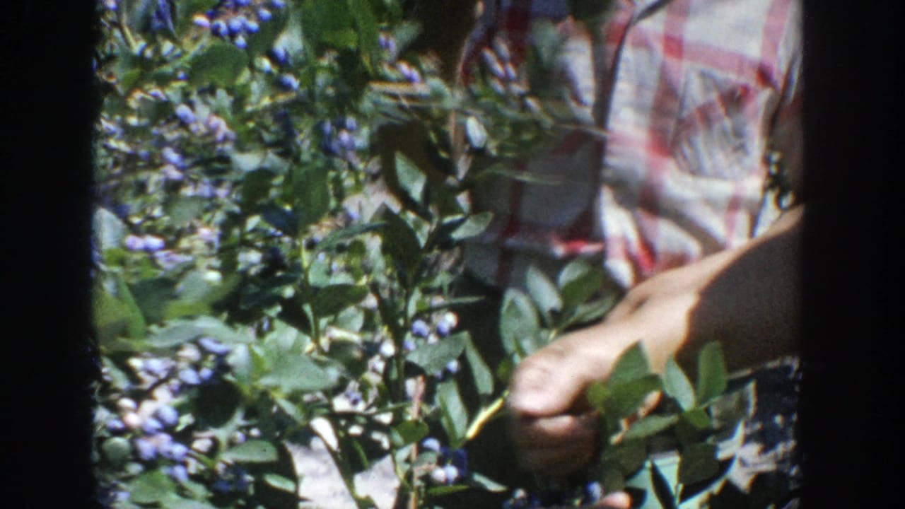Hands and a plaid shirt visible among blueberry branches.