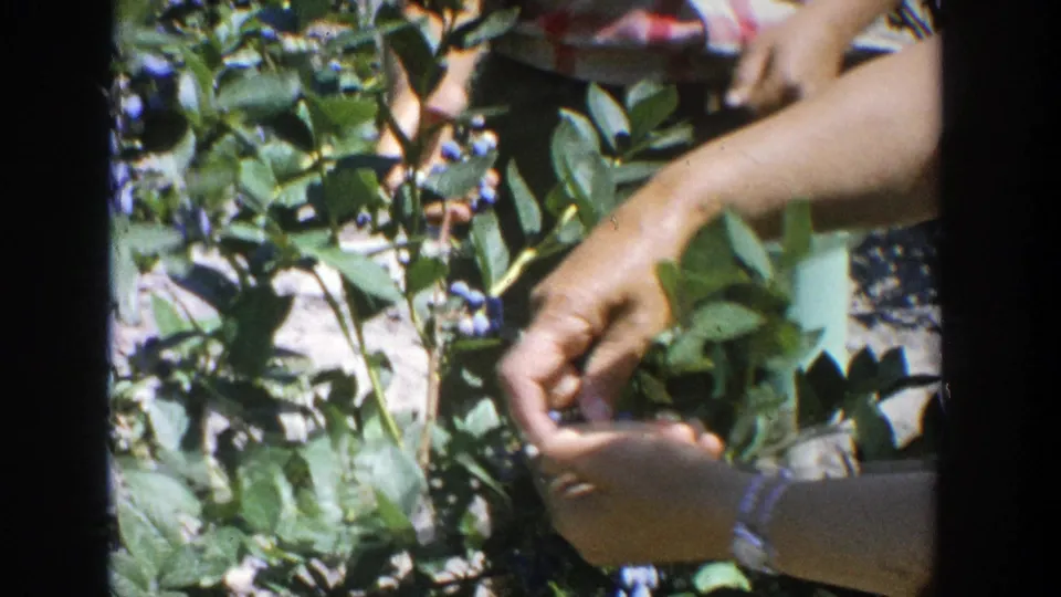1964 Wisconsin home-movie frame showing hands plucking blueberries from leafy bushes in a close handheld view.